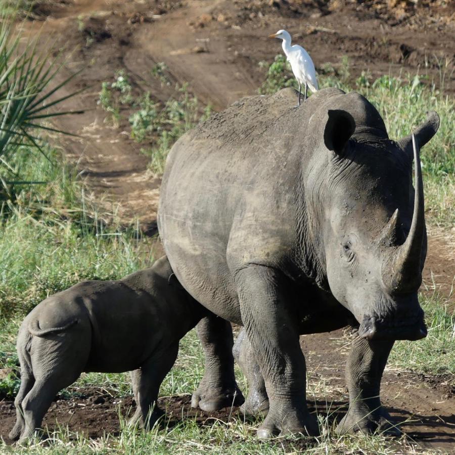Ikweta Safari Camp Hotel Maua ภายนอก รูปภาพ